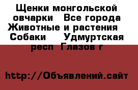 Щенки монгольской овчарки - Все города Животные и растения » Собаки   . Удмуртская респ.,Глазов г.